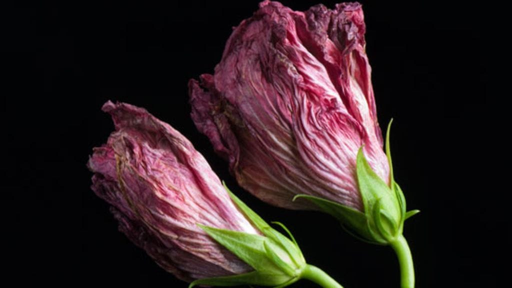 Annan mies menehtyi terveyskeskuksessa käynnin jälkeen.