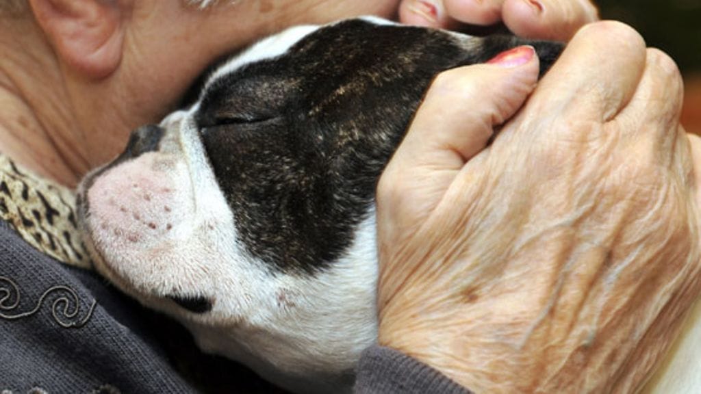 Moni koirarotu kärsii jalostamisen negatiivisista vaikutuksista. Kuvan henkilö ei liity juttuun.