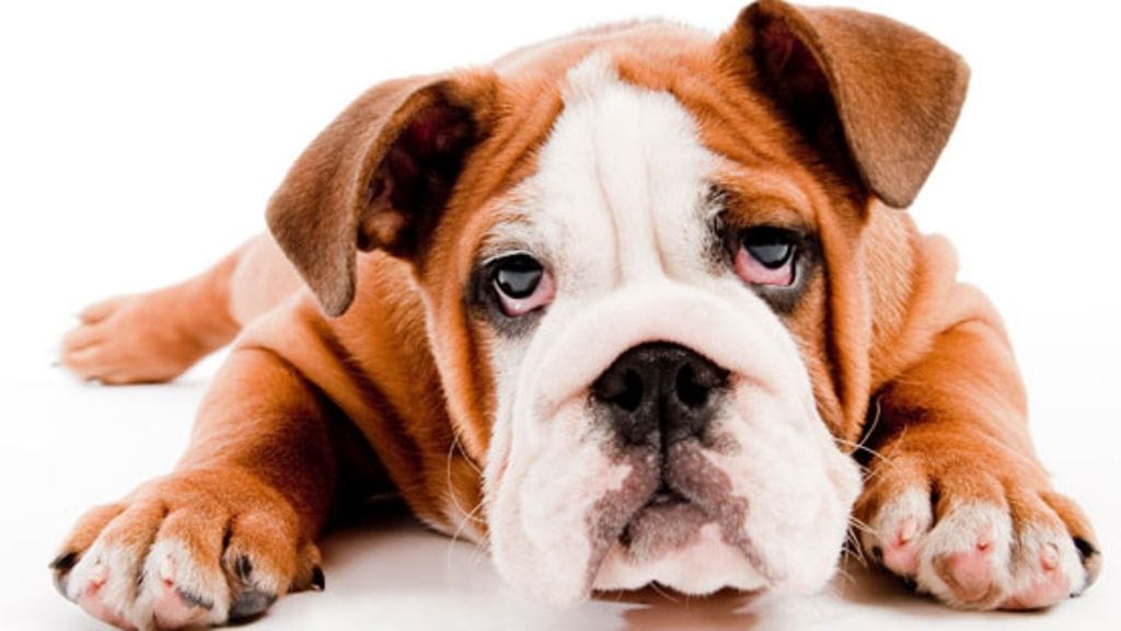 Koira ei opi opettamatta.