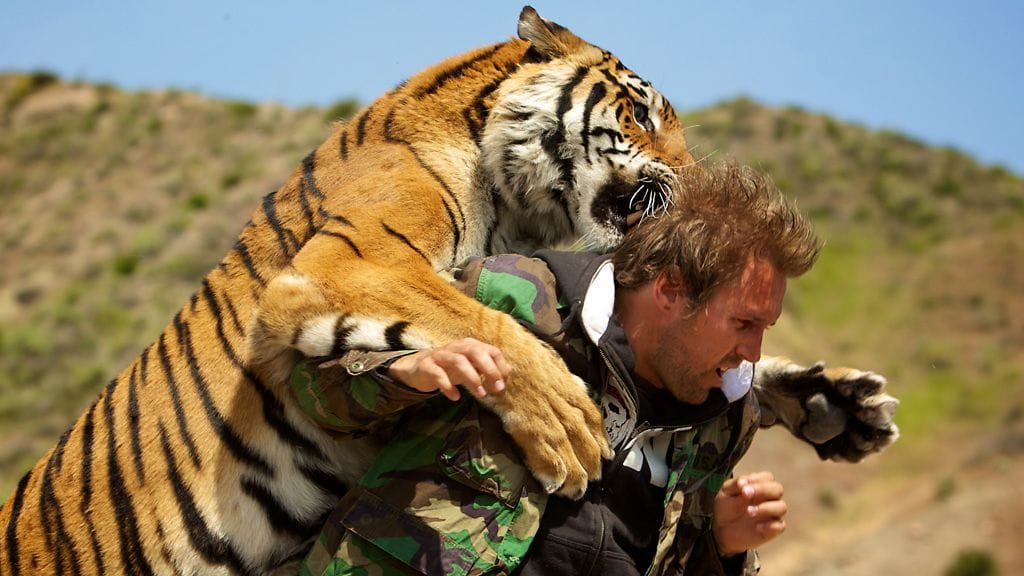 HP ja tiikeri. Kuva: Sub