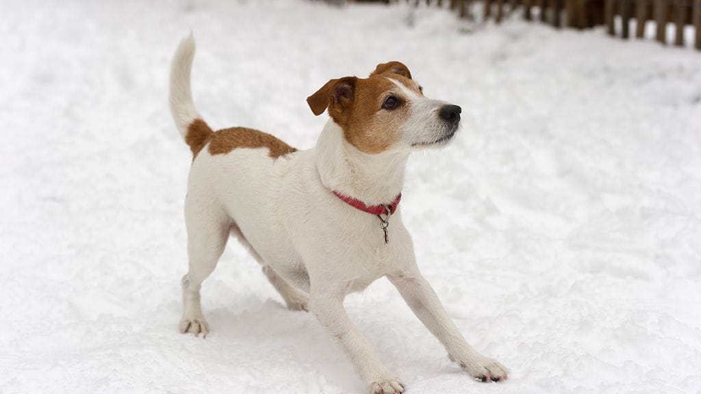 Pakkasilla paleltaa!