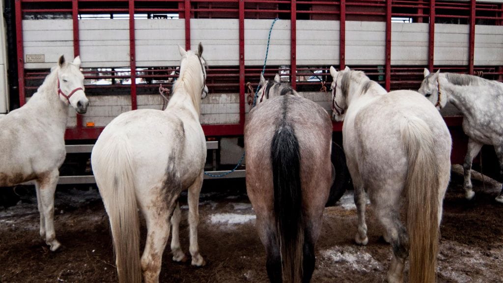 Hevosta on löytynyt nyt myös valmihampurilaisesta.