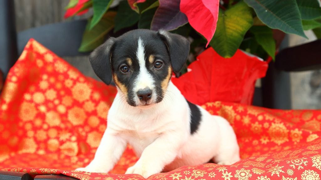 Joulutähti on myrkyllinen lemmikille.