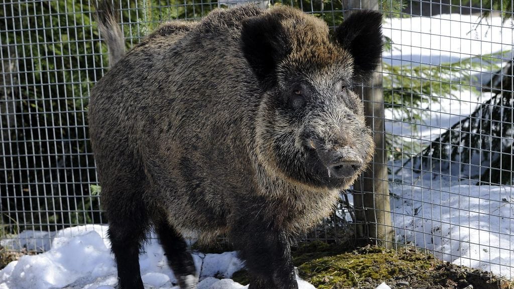 Kuvan villisika ei liity uutiseen.