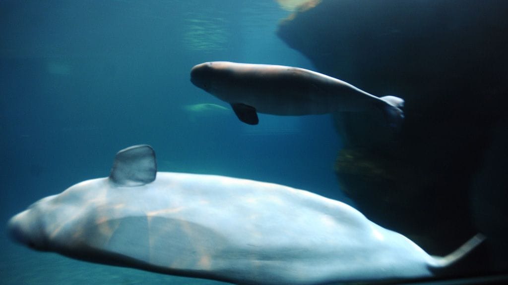 Maitovalaat liikkuvat normaalisti kylmissä vesissä esimerkiksi Kanadan ja Grönlannin edustalla. Kuvituskuva.