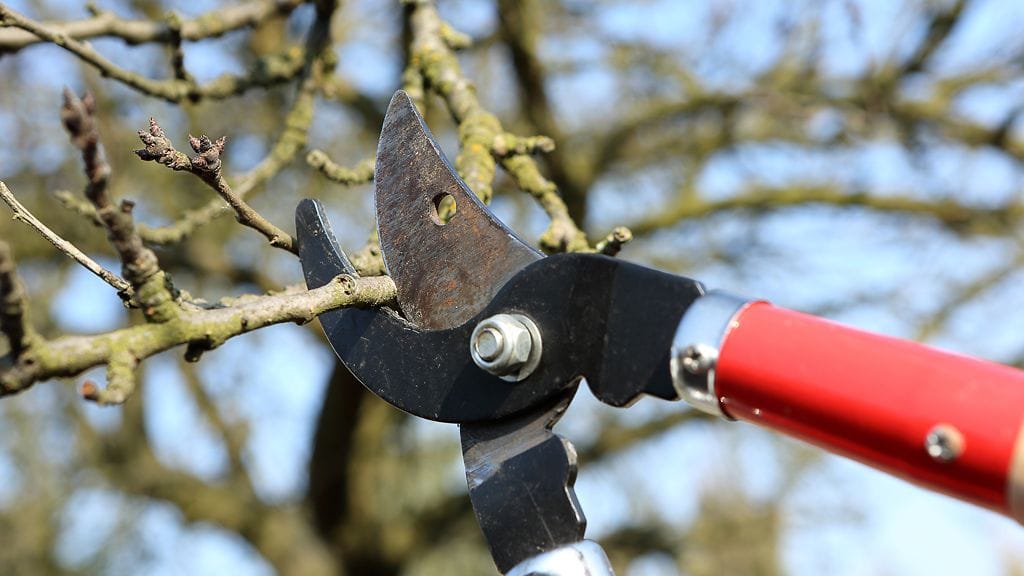 Mies käytti teossa oksasaksia.