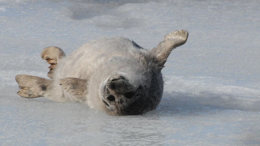 kuutti, saimaannorppa, apukinoskuutti, WWF (1)