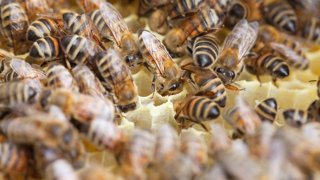 Selittämättömässä ilmiössä aikuiset mehiläiset katoavat taivaan tuuliin ja jättävät peräänsä kuningattaren ja keskenkasvuiset mehiläiset.
