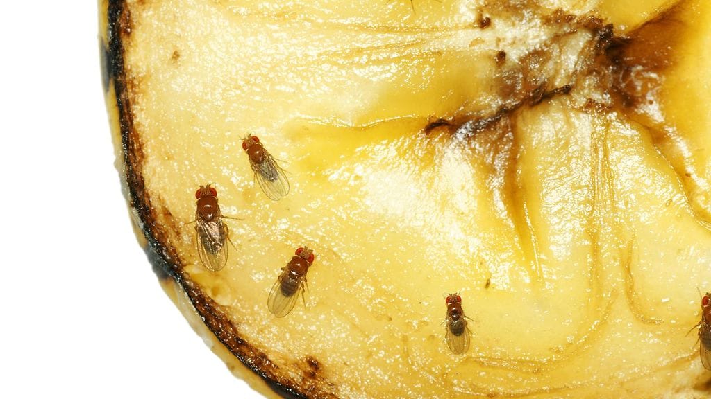 Banaanikärpäsistä on mahdollista päästä eroon. Lue asiantuntijan vinkit!