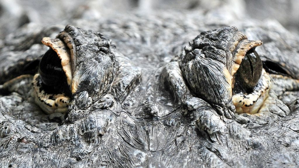 Alligaattorien saartamaksi jääminen lentokoneen putoamisen seurauksena on suoraan kuin pahimmasta painajaisunesta. Näin kuitenkin tapahtui Boliviassa. Kuvituskuva.