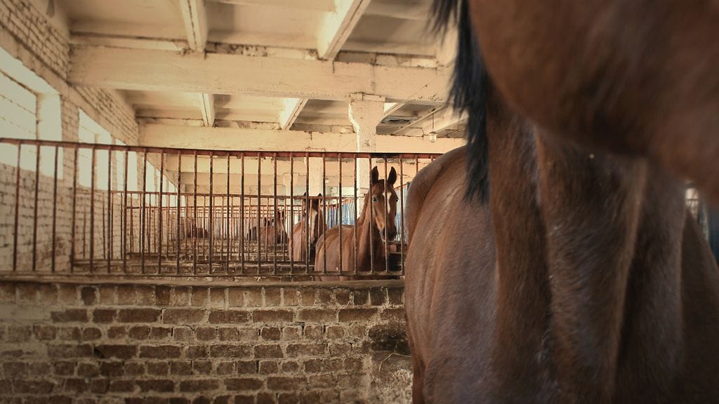 Erityisesti Britanniassa on järkytytty lihatuotteesta, josta osa on ollut hevosenlihaa.