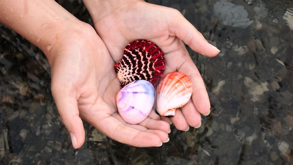 Tuliaisten poimiminen luonnosta voi jättää jäljen alueen ympäristöön.