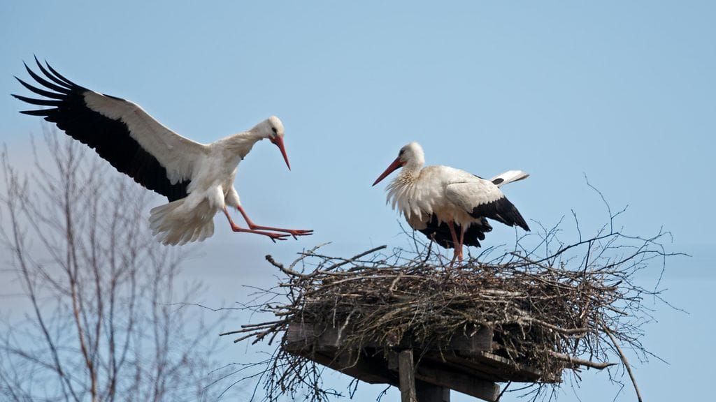 Kattohaikara yrittää pesintää Varsinais-Suomessa. Kuva: Micha Fager