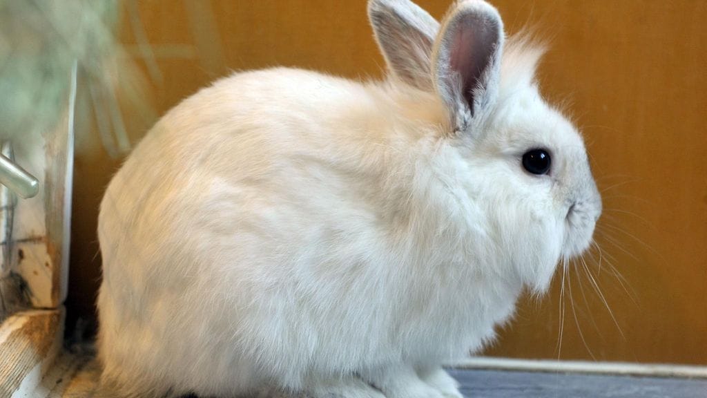 Kuvituskuva, kuvan kani ei liity tapaukseen.