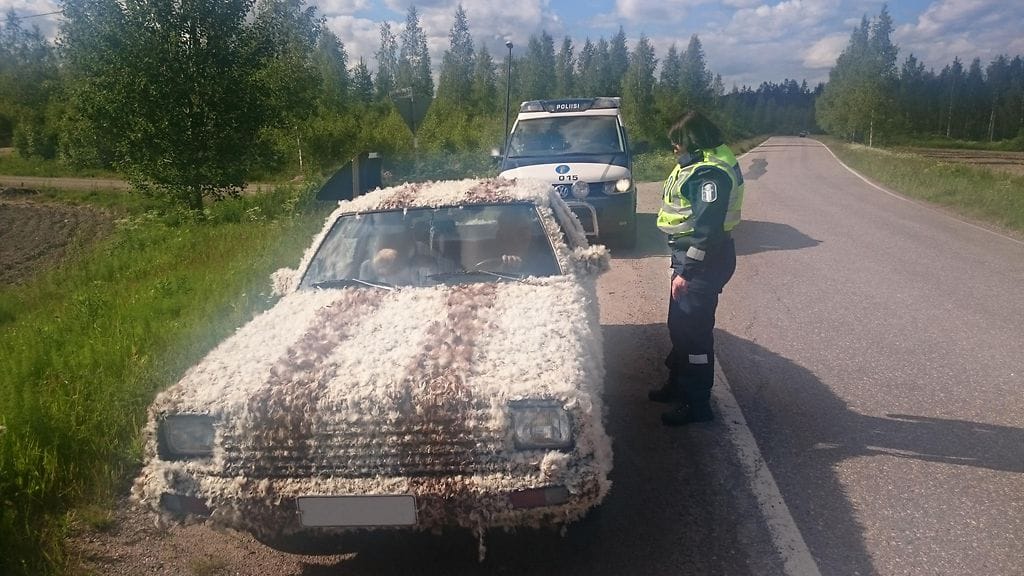 Erikoisesta ulkonäöstä huolimatta höyhen-Datsunissa oli pakolliset ajovarusteet näkyvissä ja höyhenetkin pitävästi paikoillaan.