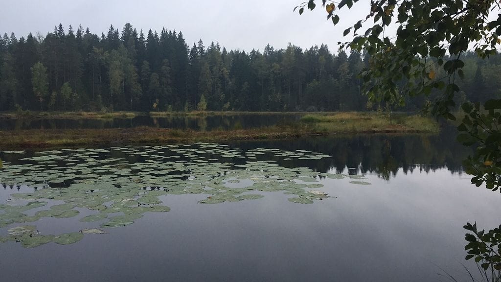 Mustalampi on yleisin lammen nimi Suomessa. Kuvassa Nuuksion Mustalampi.