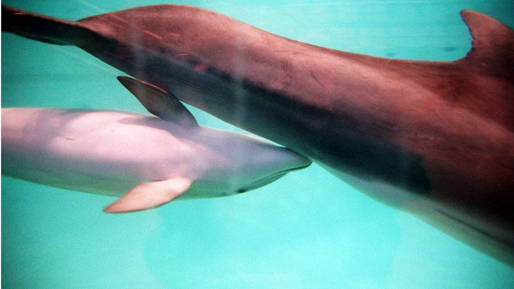 Nyt kreikkalaiseläintarhaan siirretty Veera-delfiini imetti Eevertti-poikastaan Särkänniemen delfinaariossa Tampereella vuonna 1996.