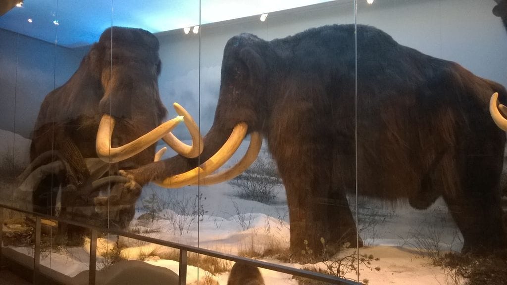 Mammutit hävisivät edellisen ilmastonmuutoksen seurauksena.
