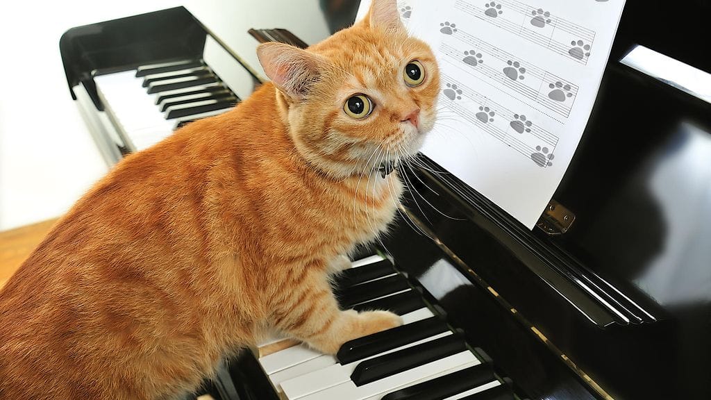 kissa_piano