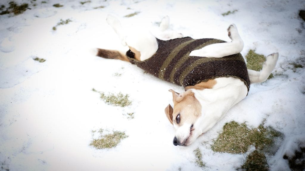 Koiraa kiinnostavat joskus oudot tuoksut ja "herkut".