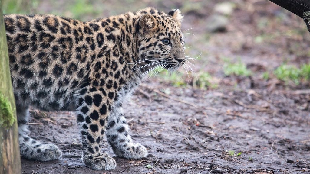 Amurinleopardin pentu.