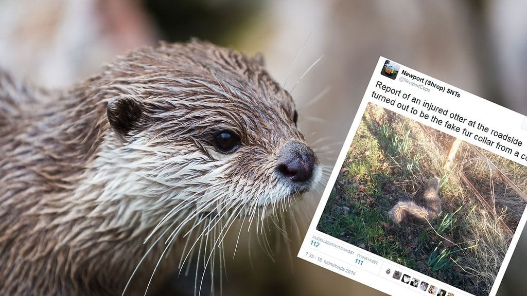 Kuvan saukko ei liity tapaukseen.