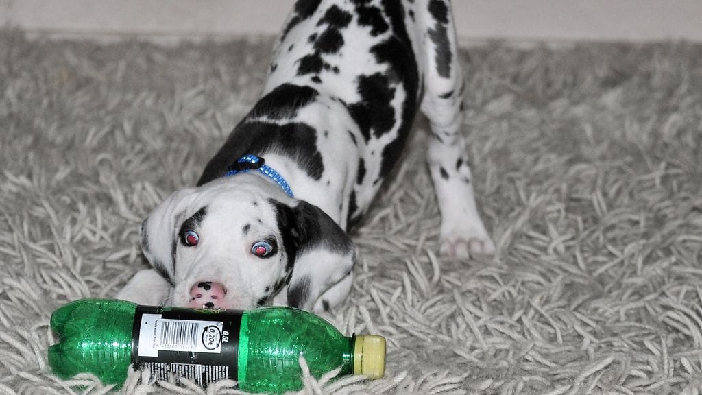 Krista Aalto: Mutka-koira pentuna, ilveilijä