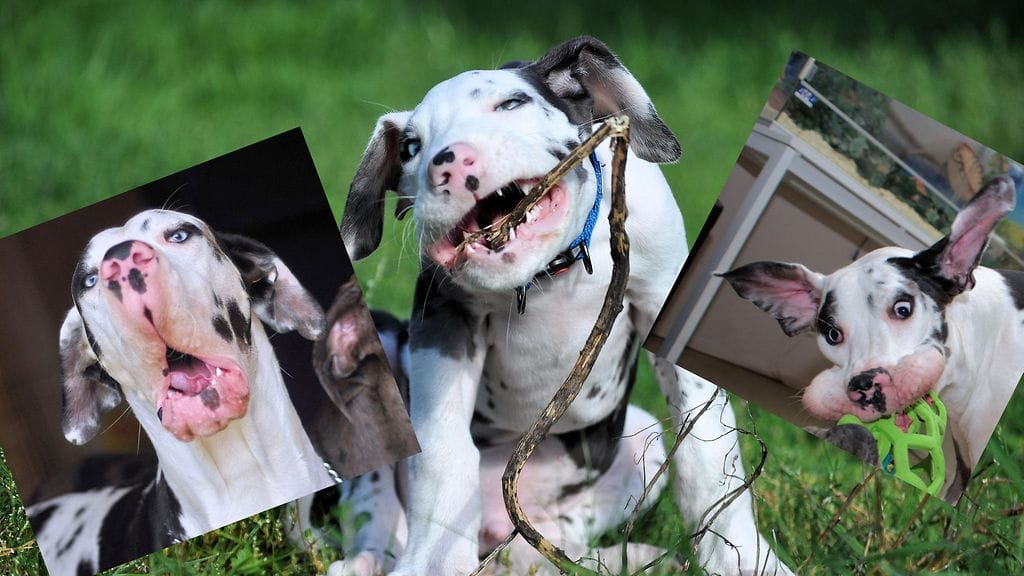 Mutka oli jo pentuna melkoinen ilveilijä. Kuva: Krista Aalto