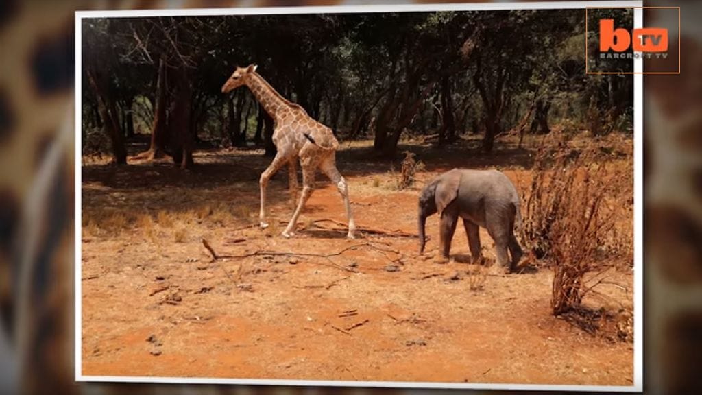 Pikkunorsu seuraa ystäväänsä joka paikkaan.