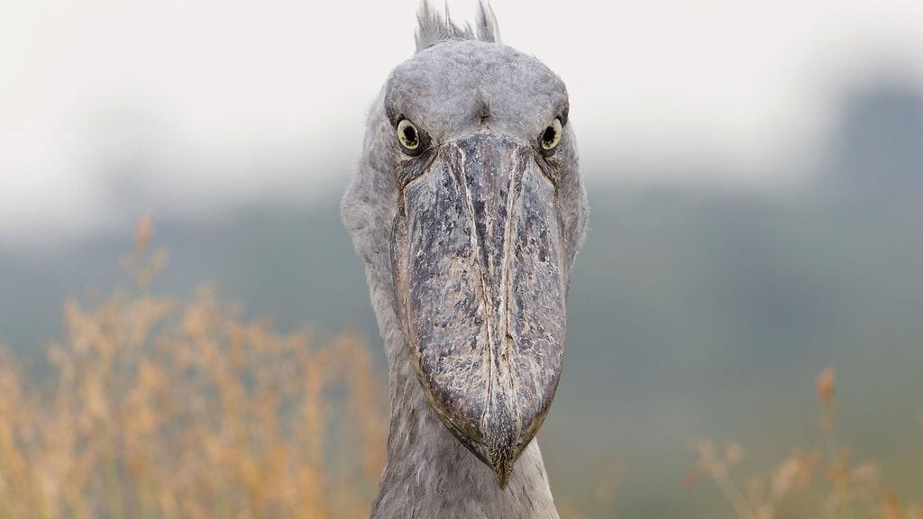 Kuvassa on kenkänokka-lintu.