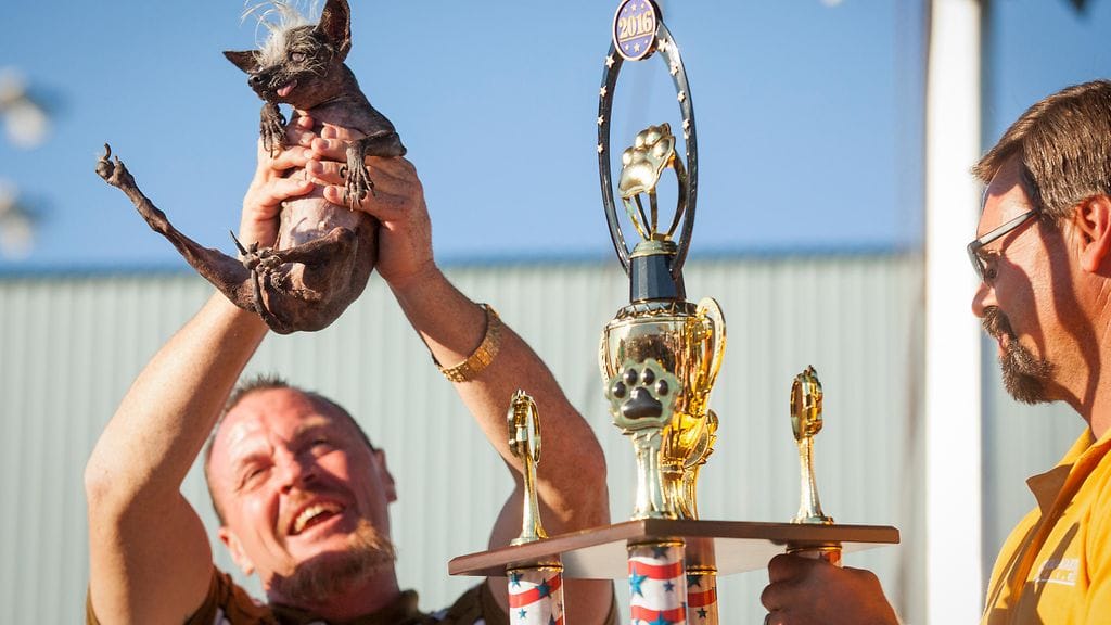 Sweepee rumin koira 2016