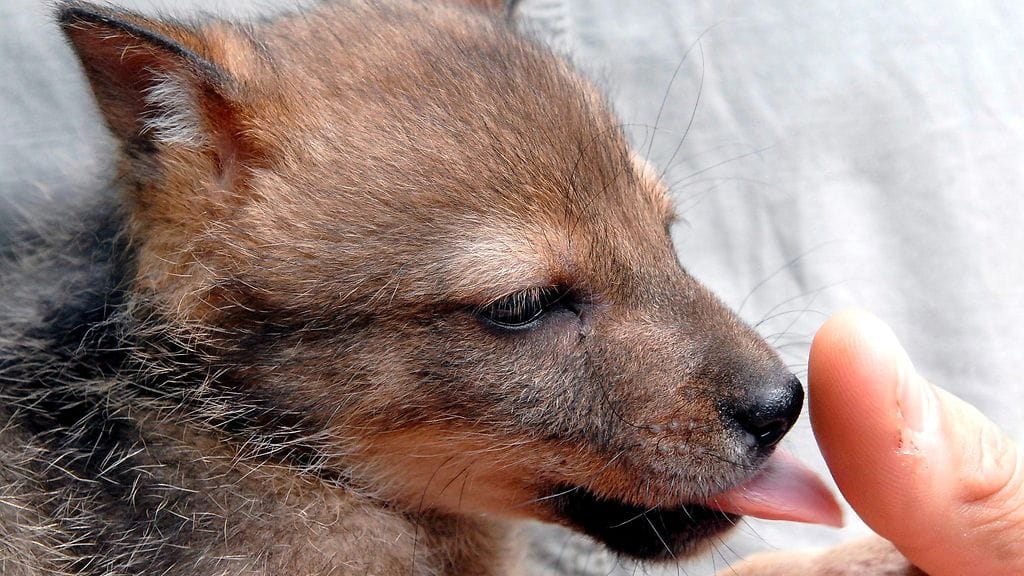 sakaali, sakaalit, ilmastonmuutos, tulokaslajit