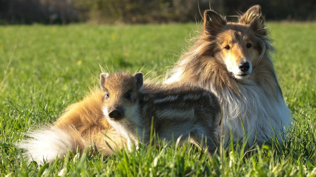 Elsa-sika koiraystävänsä Zivan kanssa.