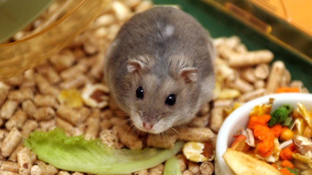 Kääpiöhamsterit kuuluvat suosituimpien pienlemmikkien joukkoon.