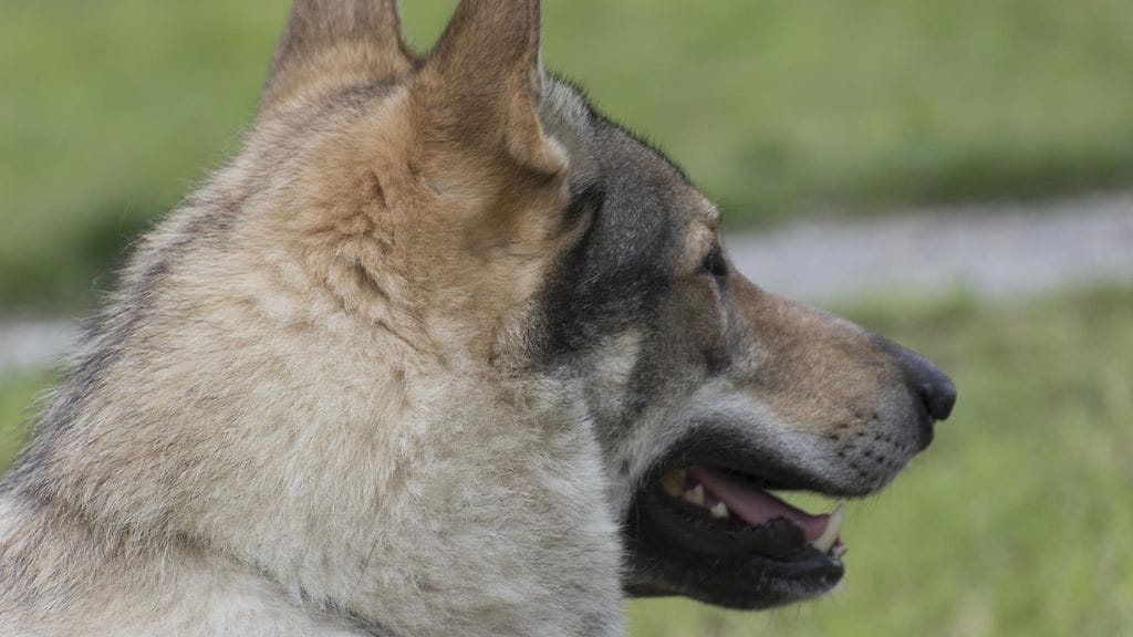 Koiran hankalaan käytökseen löytyi selitys, kun lemmikki paljastui sudeksi.