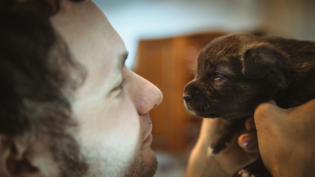 Harva tietää, että varsinkin koirat allergisoivat herkemmin pentuina kuin aikuisiksi kasvettuaan.