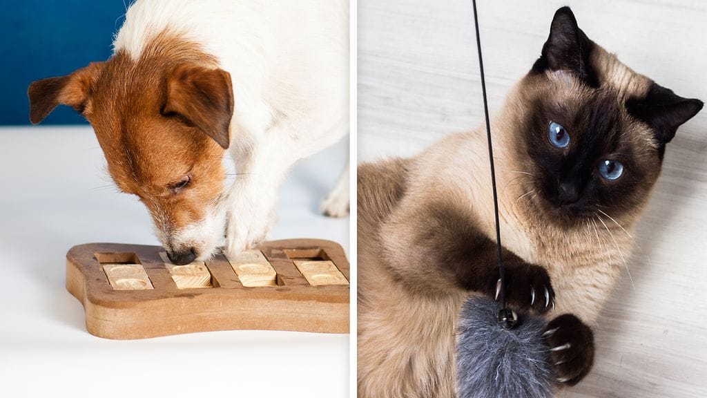 Kissojen ja koirien älykkyys on aihe, joka on puhuttanut lemmikkien omistajia jo pitkään.