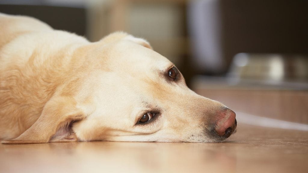 Haluttomuus ihmiskontakteihin on asia, johon kannattaa puuttua ajoissa.