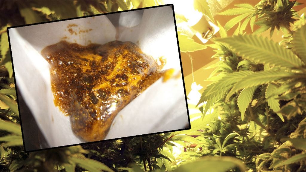 Euroopan huumevirasto on huolissaan kannabistiivisteiden yleistymisestä Euroopan markkinoilla.