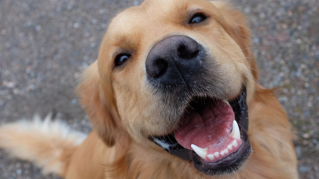 Koiran leveään hymyyn löytyi huvittava syy. Kuvituskuva.