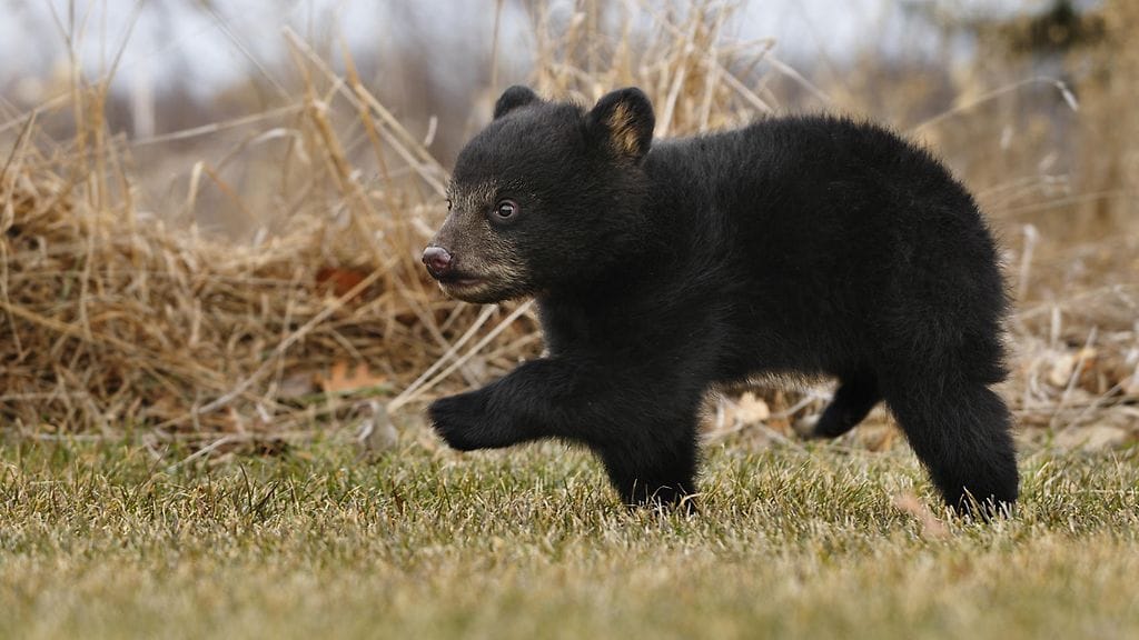 Kuvan karhunpoika ei tiettävästi liity juttuun.