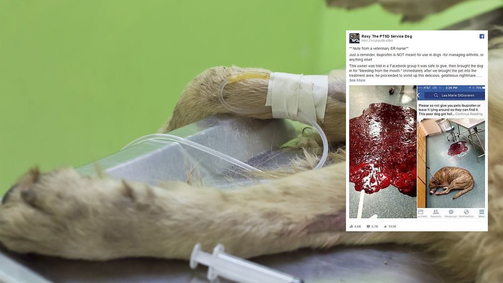Facebookissa jaetut kuvat pysäyttävät: Älä koskaan anna koiralla ihmisten lääkkeitä.