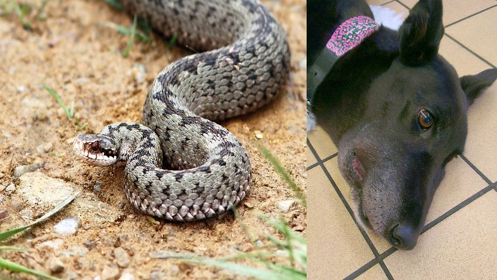 Kyyn purema osuu usein koiraa kuonoon ja näkyy pian turvotuksena. Kuvituskuva.