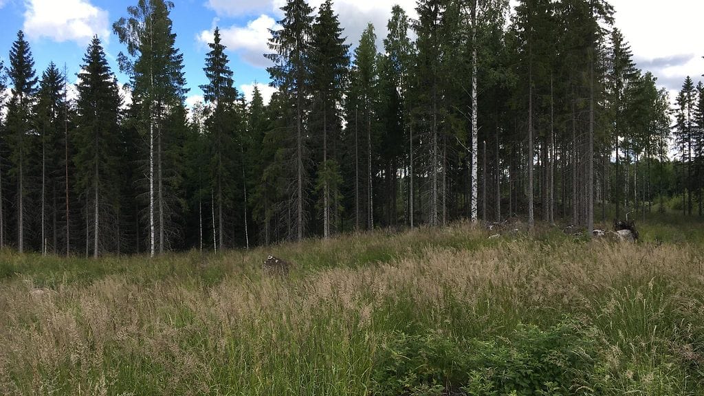 Kadonneen Riinan etsinnät, Loviisa