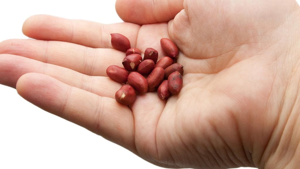 Pähkinäsiedätyshoitoa saaneista lähes 70 prosenttia kykeni jatkamaan maapähkinöiden syömistä neljä vuotta siedätyshoidon jälkeen, kun lumeryhmäläistä vain neljä prosenttia kykeni samaan.