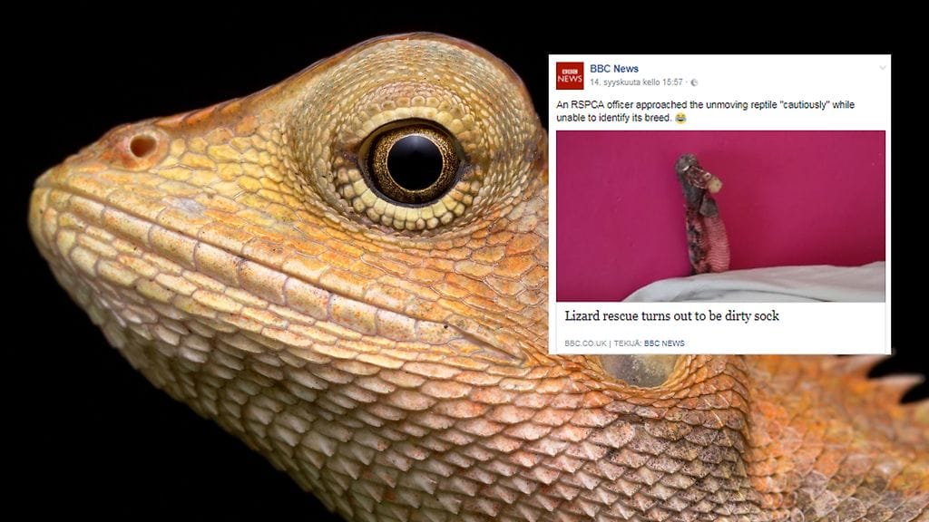 Kuvituskuva Shutterstock, toisen kuvan lähde Facebook.