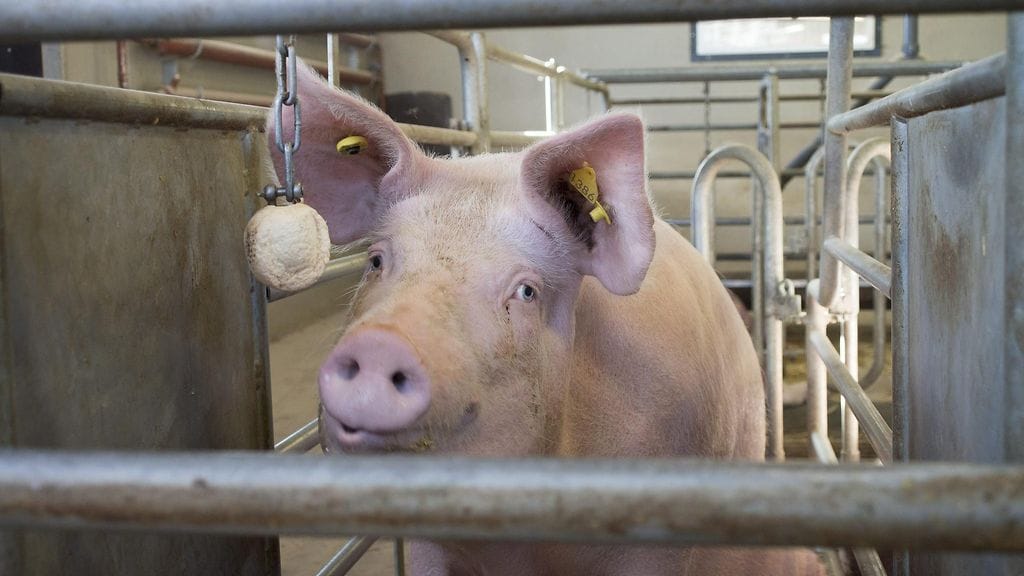 Optimistisen arvion mukaan sikojen elimiä voitaisiin siirtää enemmänkin ihmisille jo vuosikymmenen päästä, jos se vain todetaan eettisesti kestäväksi. Kuvan sika ei liity kyseiseen operaatioon.