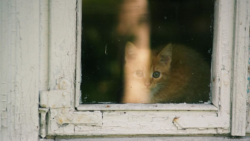 Kissojen käytöstä voi olla joskus vaikea tulkita.