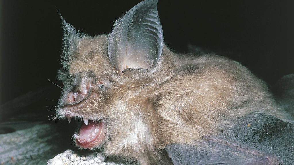 Isohevosenkenkäyökköja elää laajalla vyöhykkeellä eteläisestä Euroopasta Aasiaan.