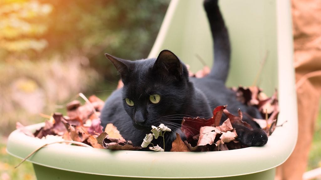 Hiirien ja lintujen sijaan kissa alkoi tuoda isännälleen puiden lehtiä. Kuvituskuva.